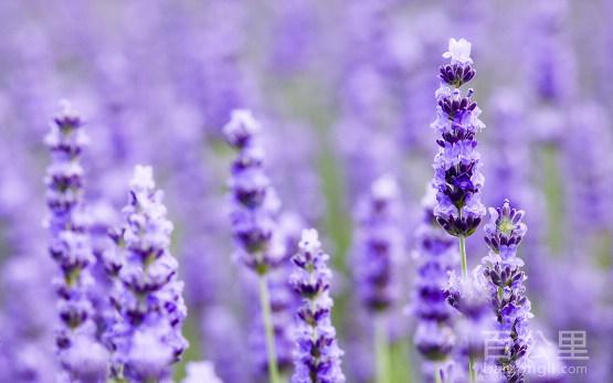 Lavender_01