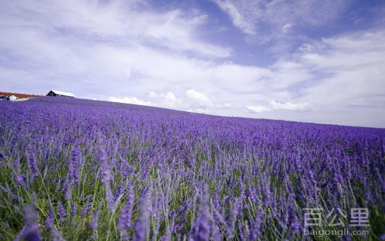 Lavender_12